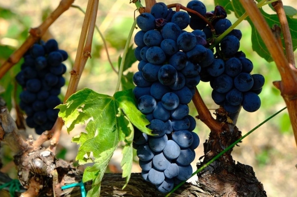 Vinprovning i Toscana